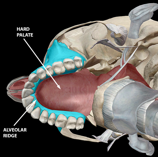 speech-articulation-alveolar-ridge-hard-palate